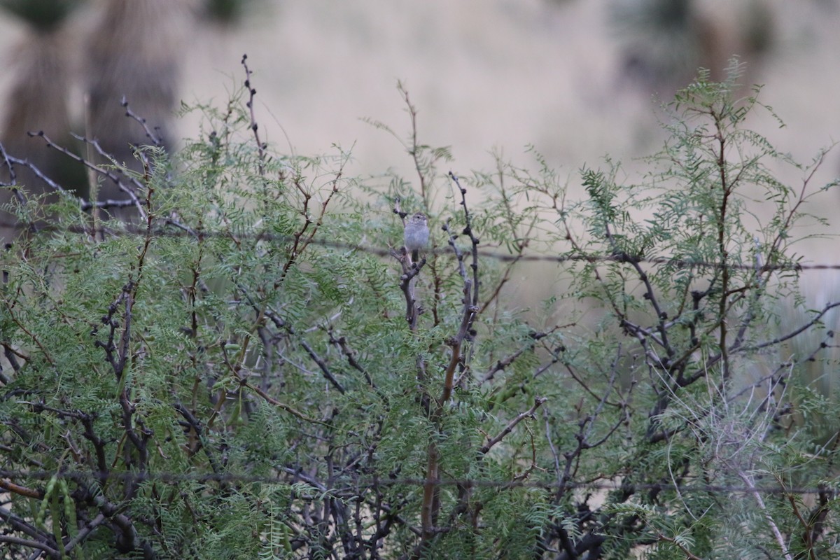 Cassin's Sparrow - ML510481471