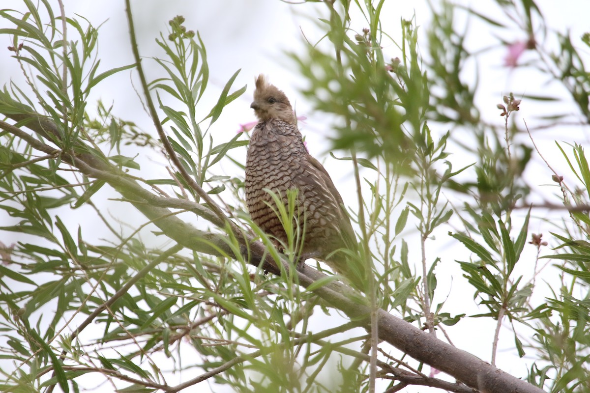 Scaled Quail - Jeff Dale