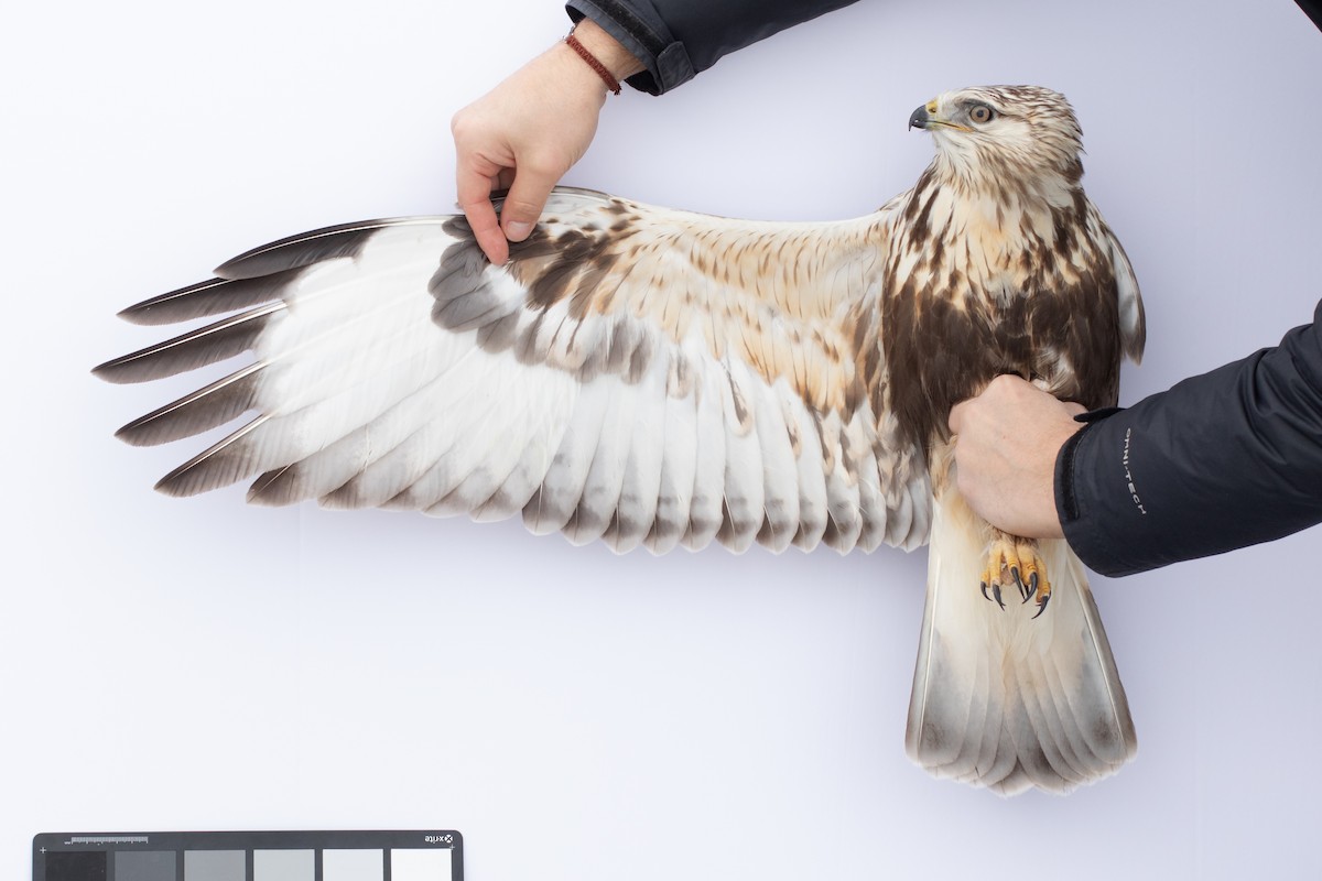 Rough-legged Hawk - ML510482181