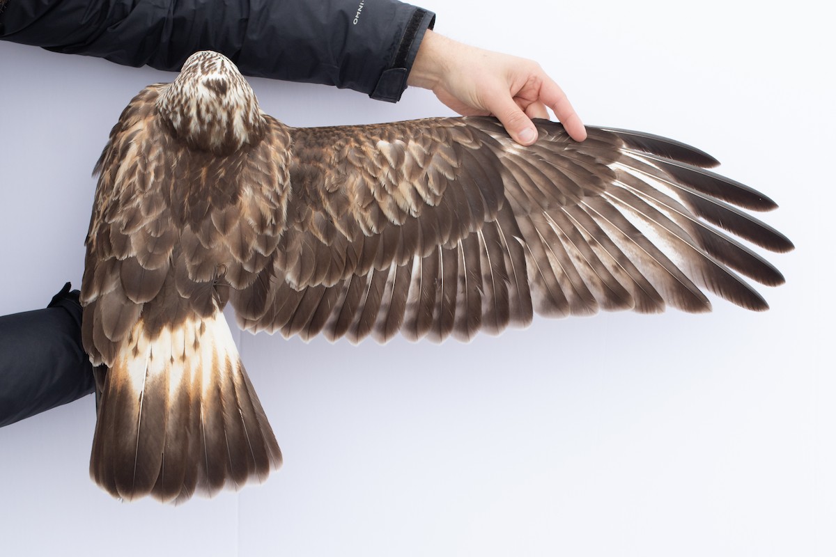 Rough-legged Hawk - ML510482201