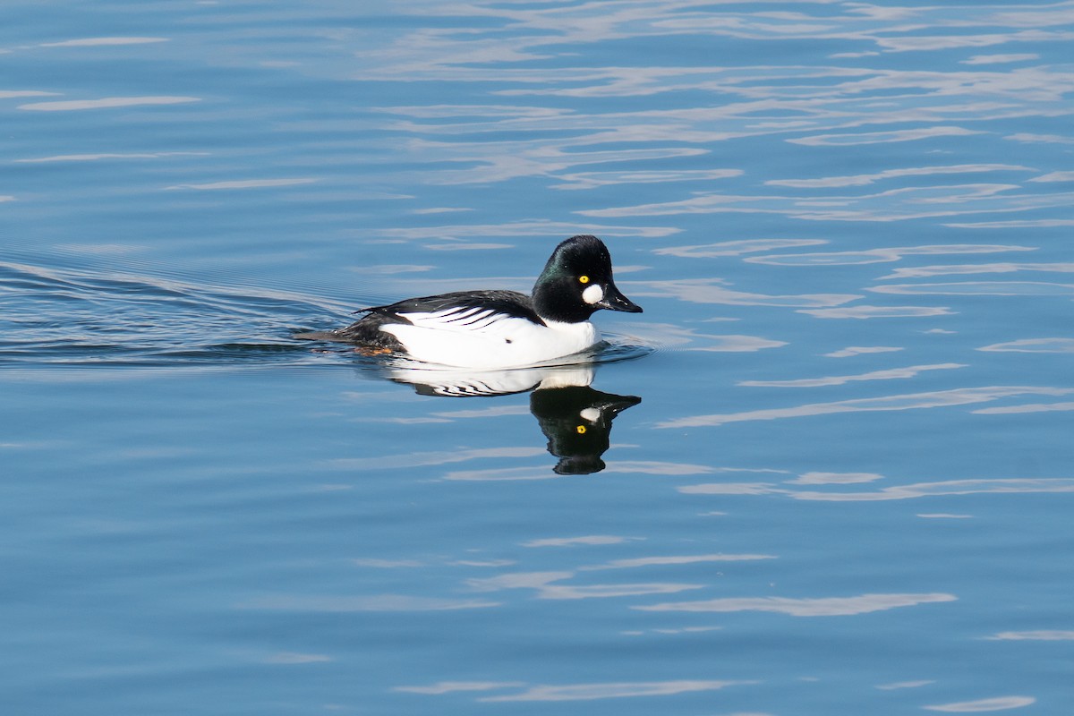 Common Goldeneye - Jason Cole