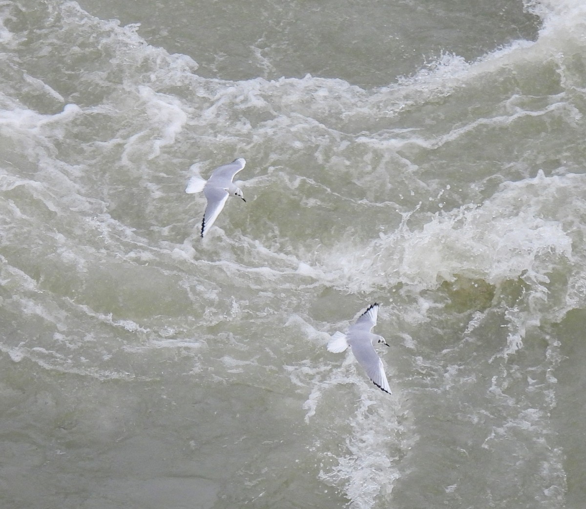 ボナパルトカモメ - ML510482721