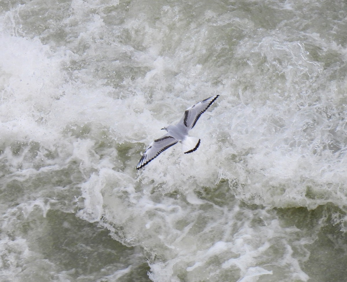 ボナパルトカモメ - ML510482731