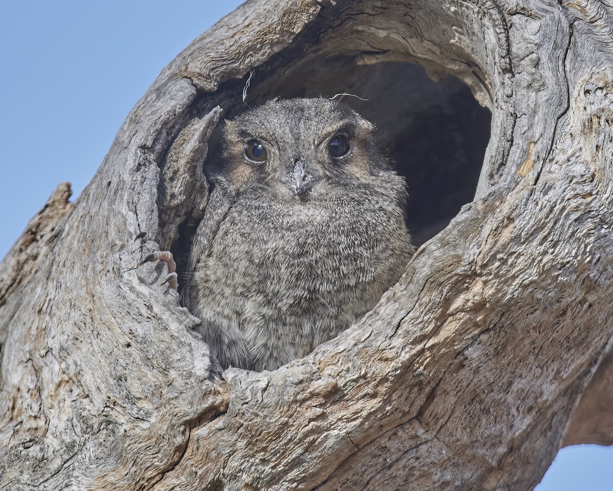 Australian Owlet-nightjar - Bill O’Brien