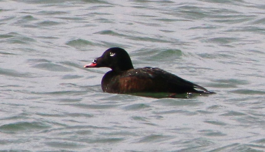 White-winged Scoter - ML510483291