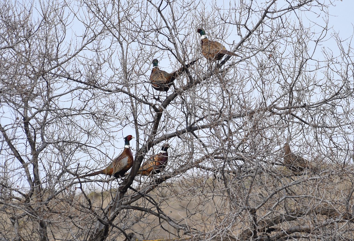 Ring-necked Pheasant - ML510483501