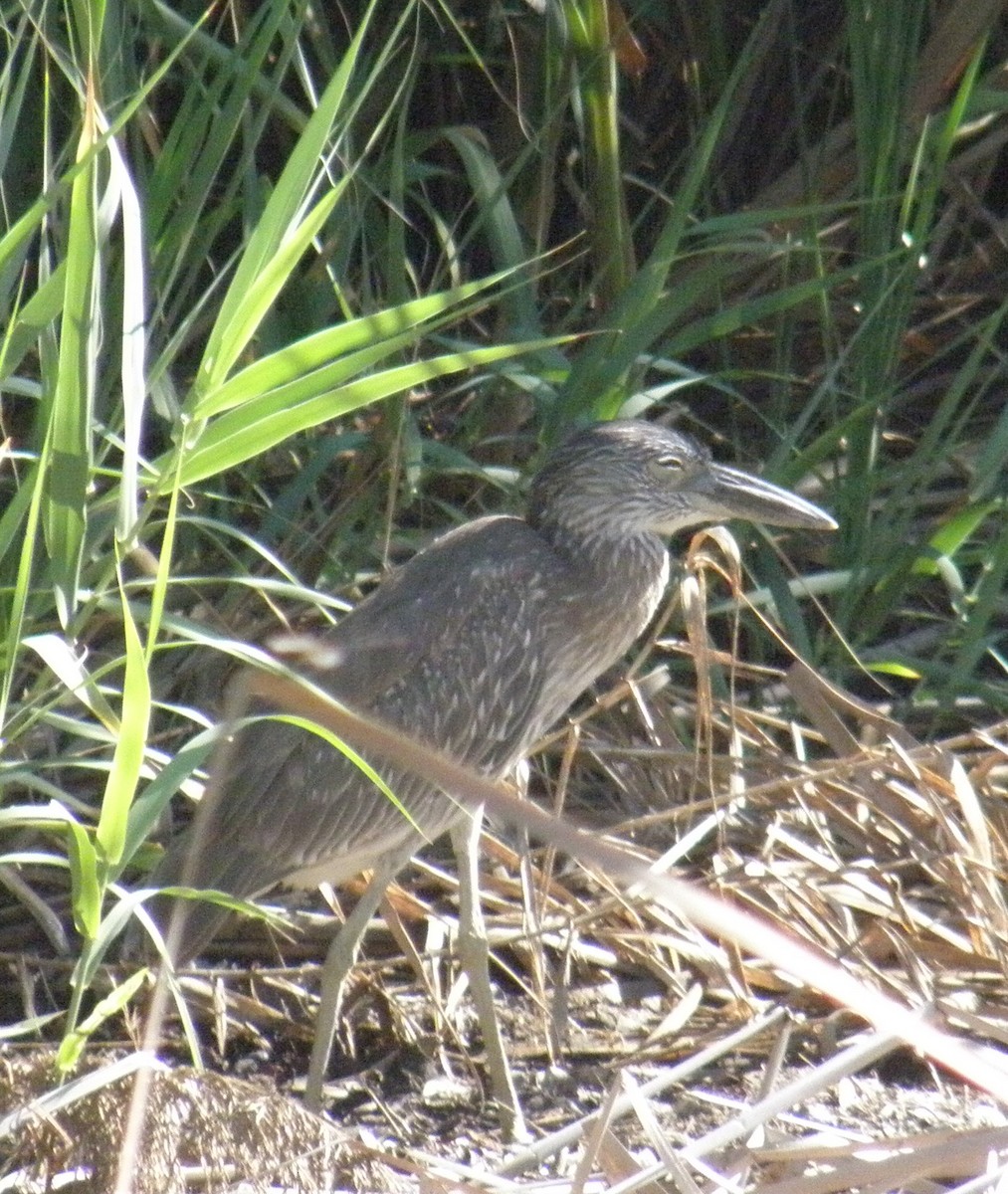 Yellow-crowned Night Heron - ML510485221