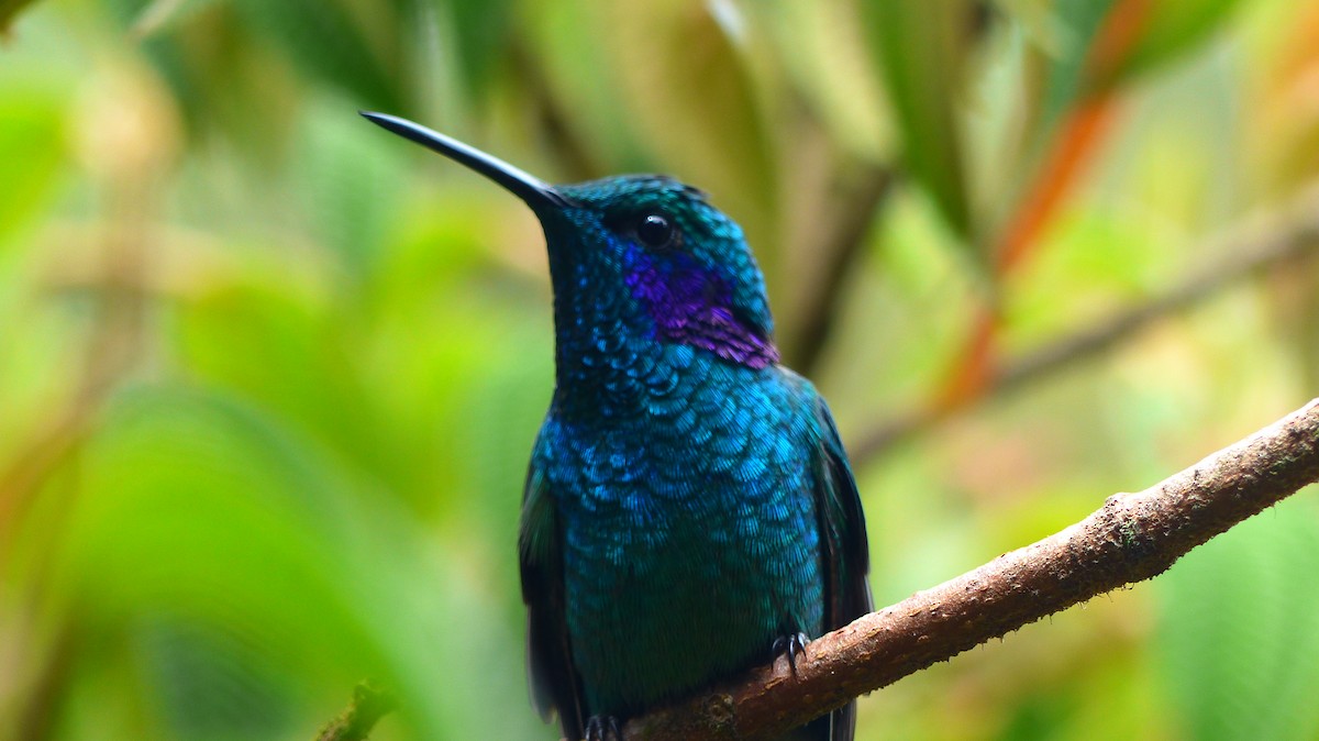 Lesser Violetear - ML510485361