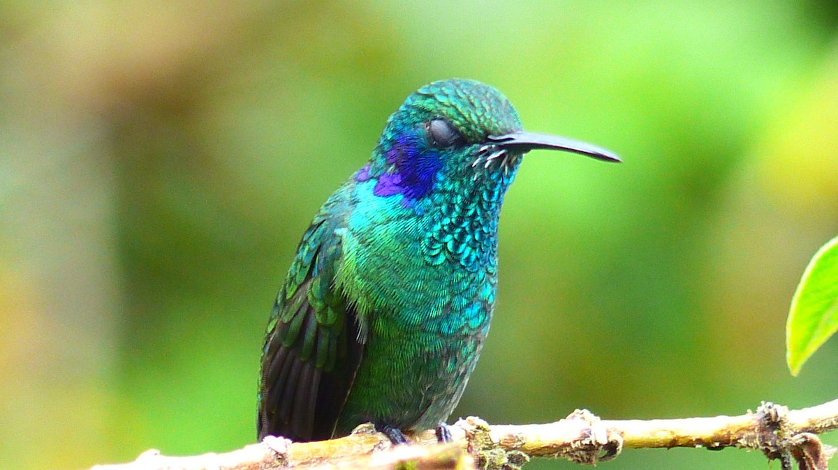 Lesser Violetear - ML510485371