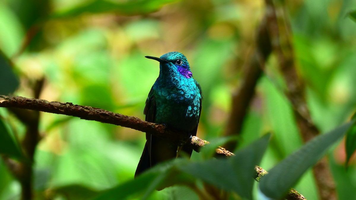 Lesser Violetear - ML510485381