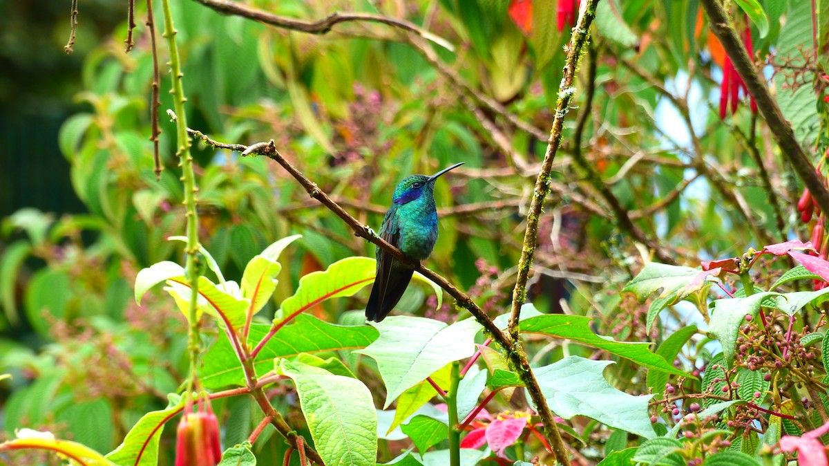 Lesser Violetear - ML510485401