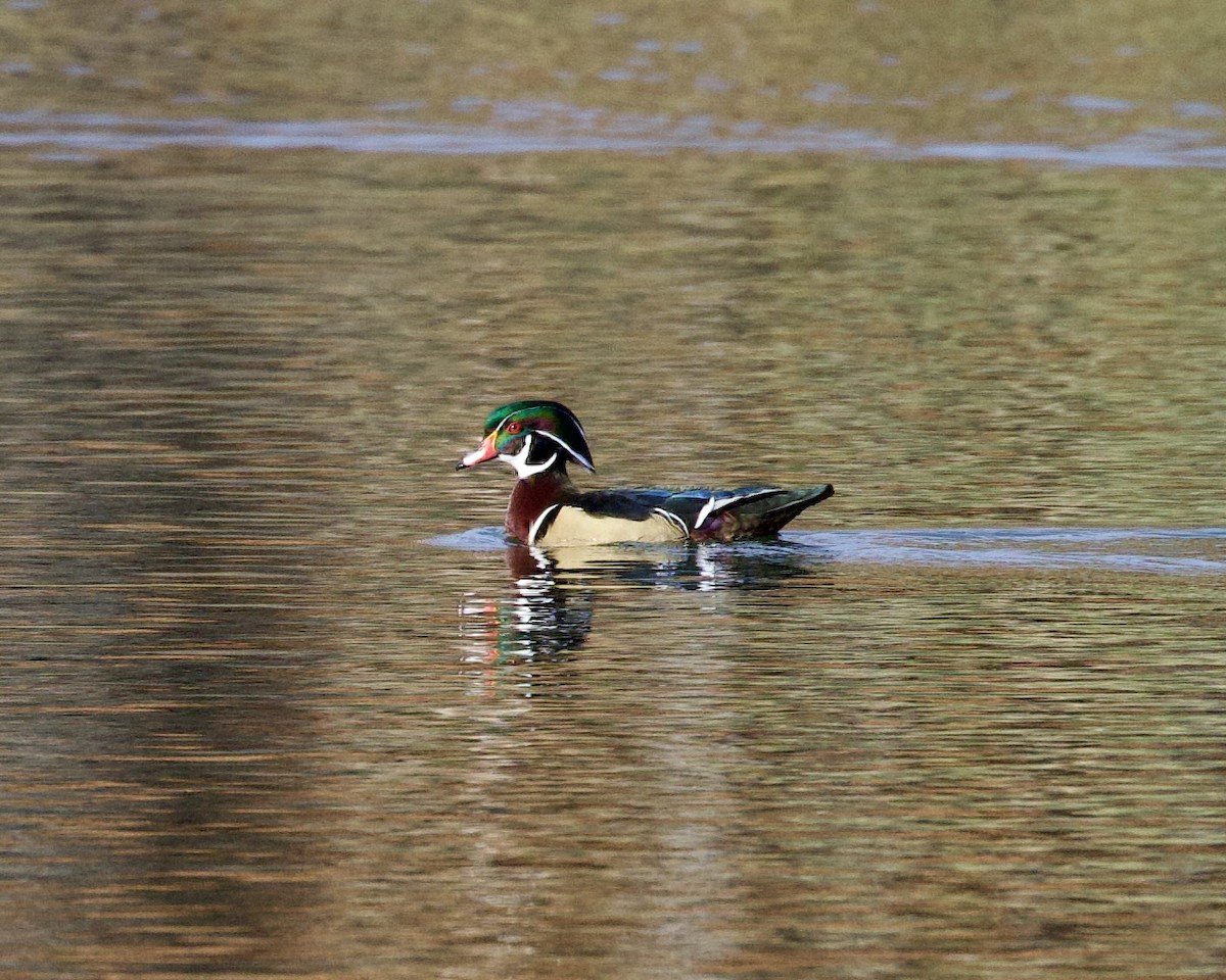 Wood Duck - ML510485491