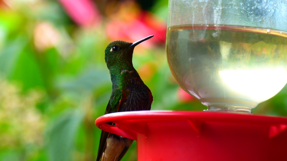 Buff-tailed Coronet - ML510485501