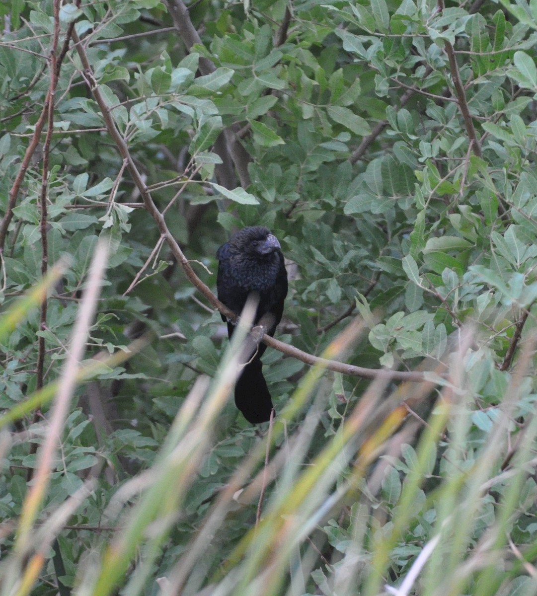 Smooth-billed Ani - ML510486411