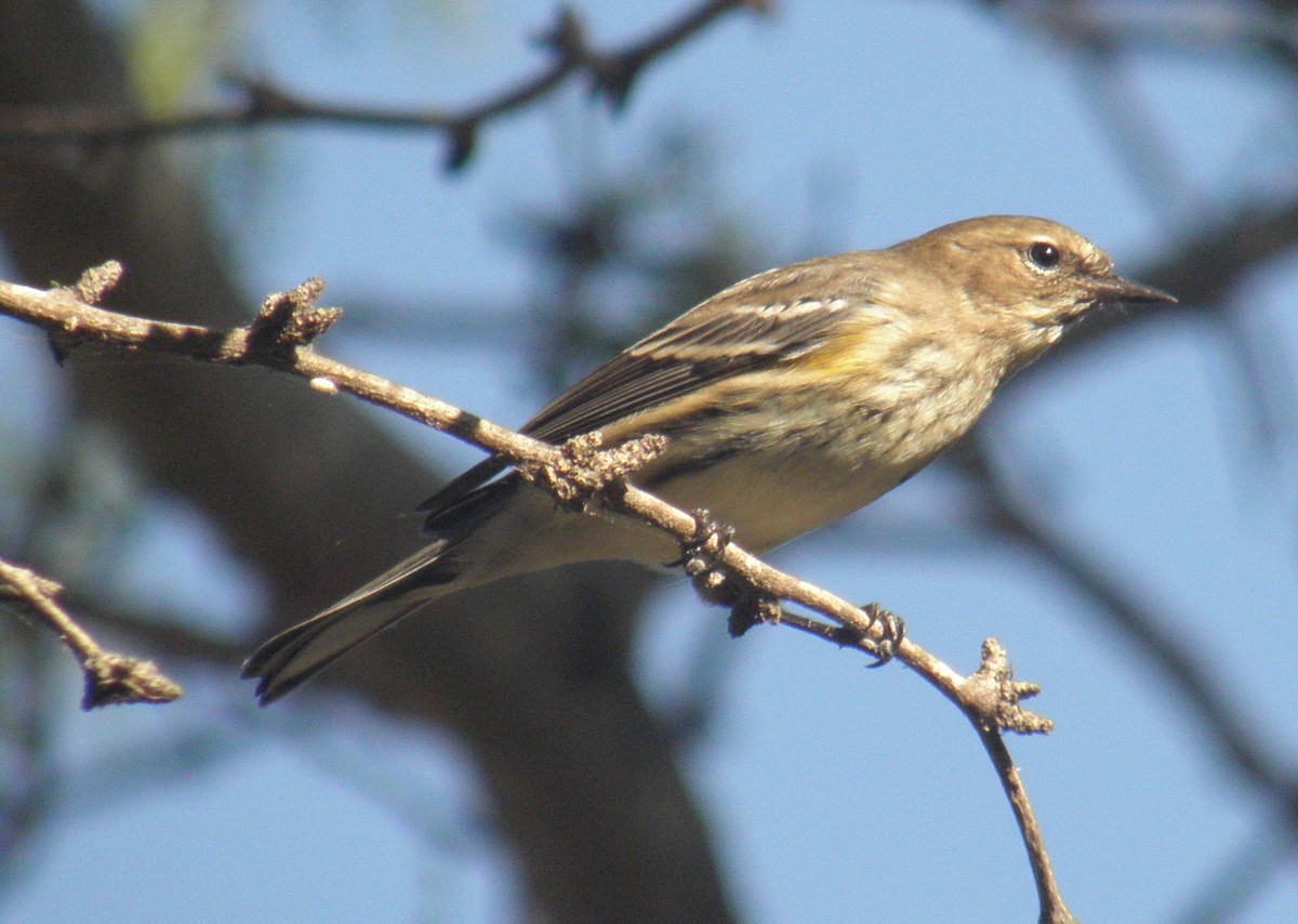 Yellow-rumped Warbler - ML510486991