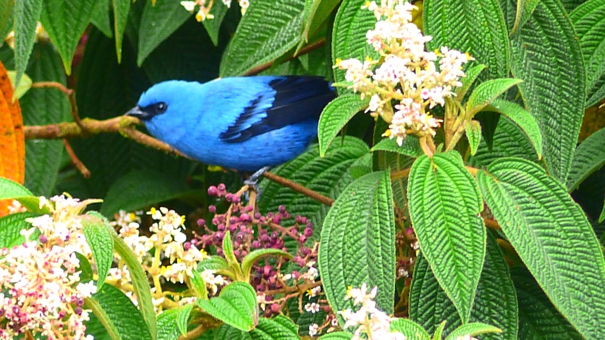 Blue-and-black Tanager - ML510487031