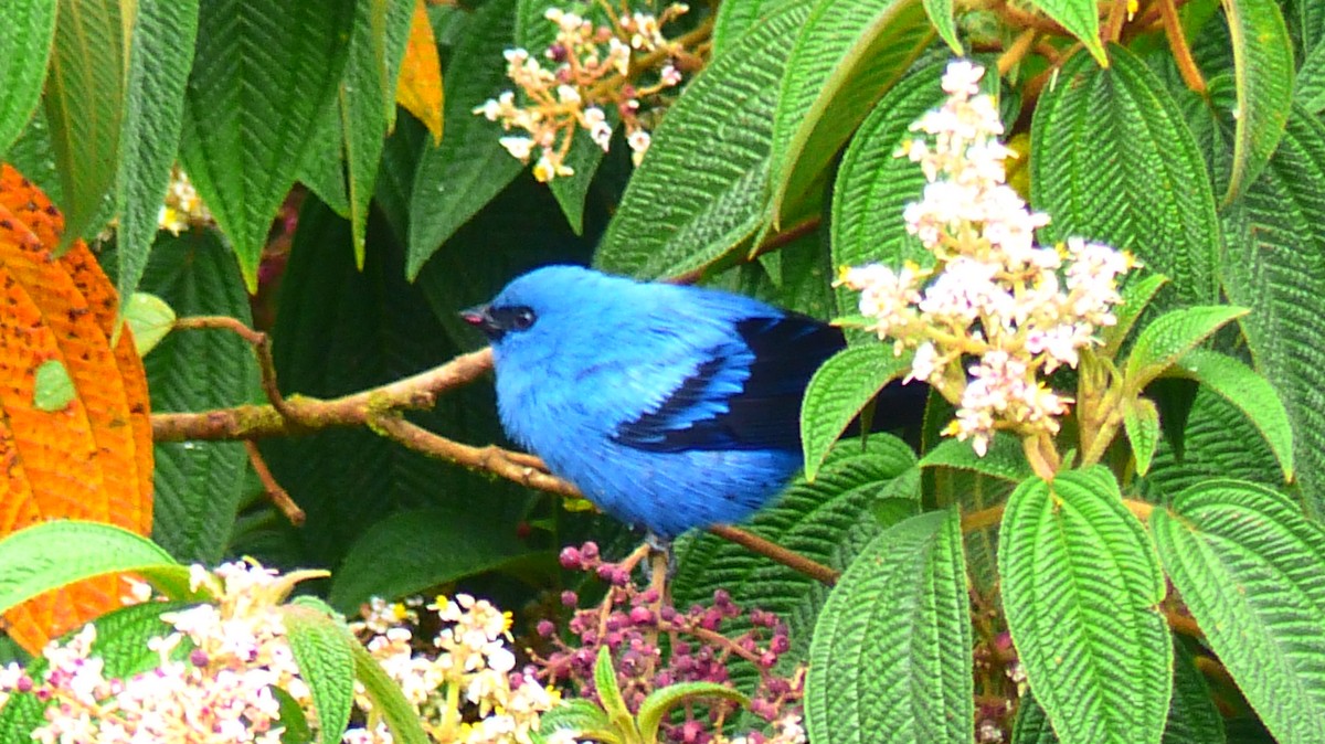 Blue-and-black Tanager - ML510487051