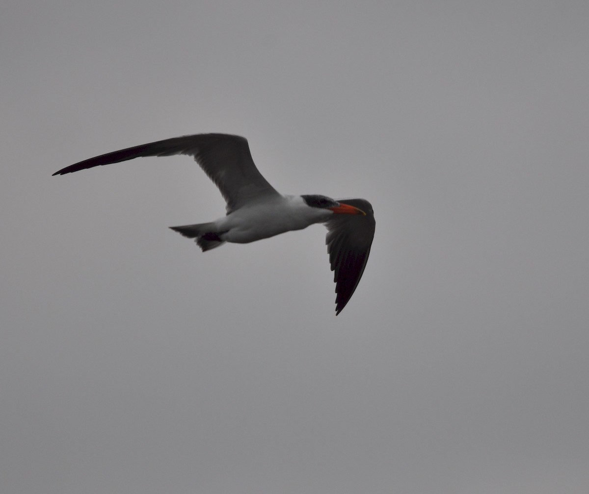 Caspian Tern - Marc Fenner