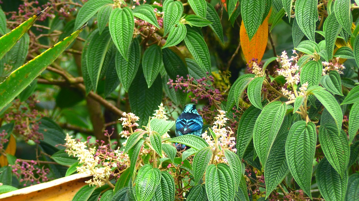 Beryl-spangled Tanager - ML510487381