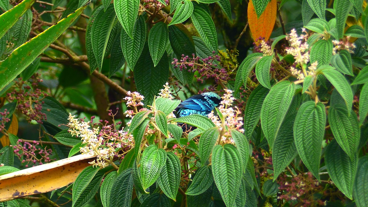 Beryl-spangled Tanager - ML510487401