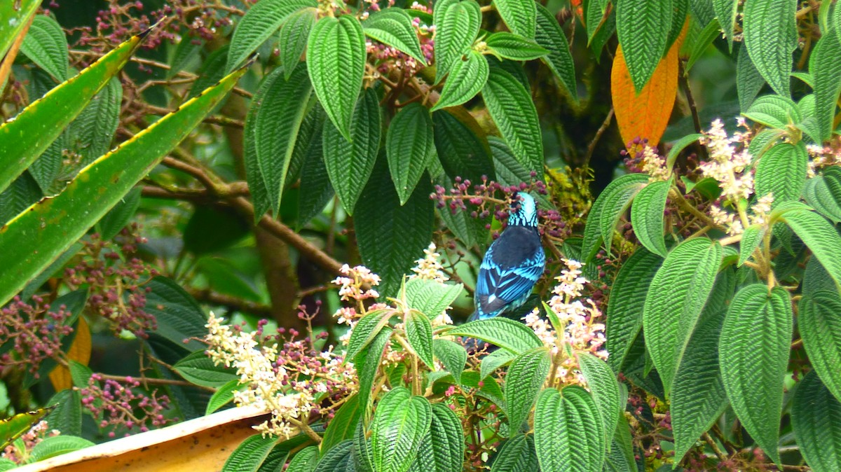 Beryl-spangled Tanager - Nima Gallego