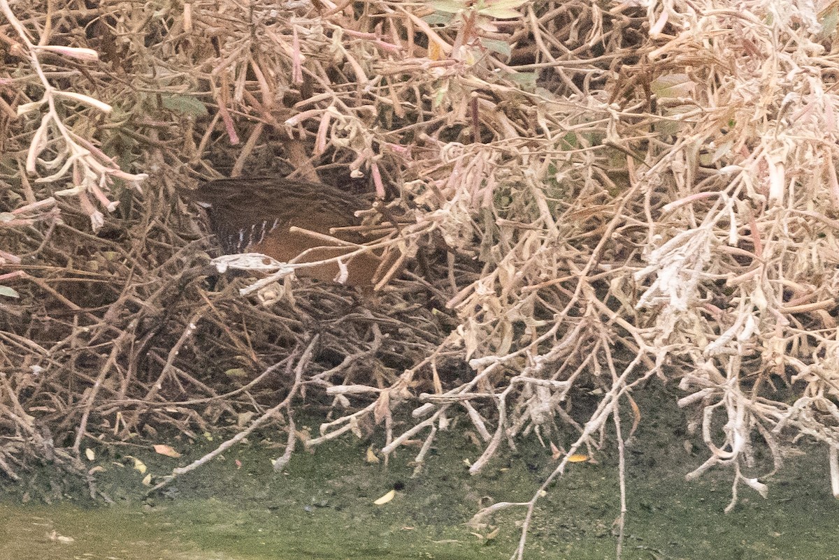 Virginia Rail - ML510487811