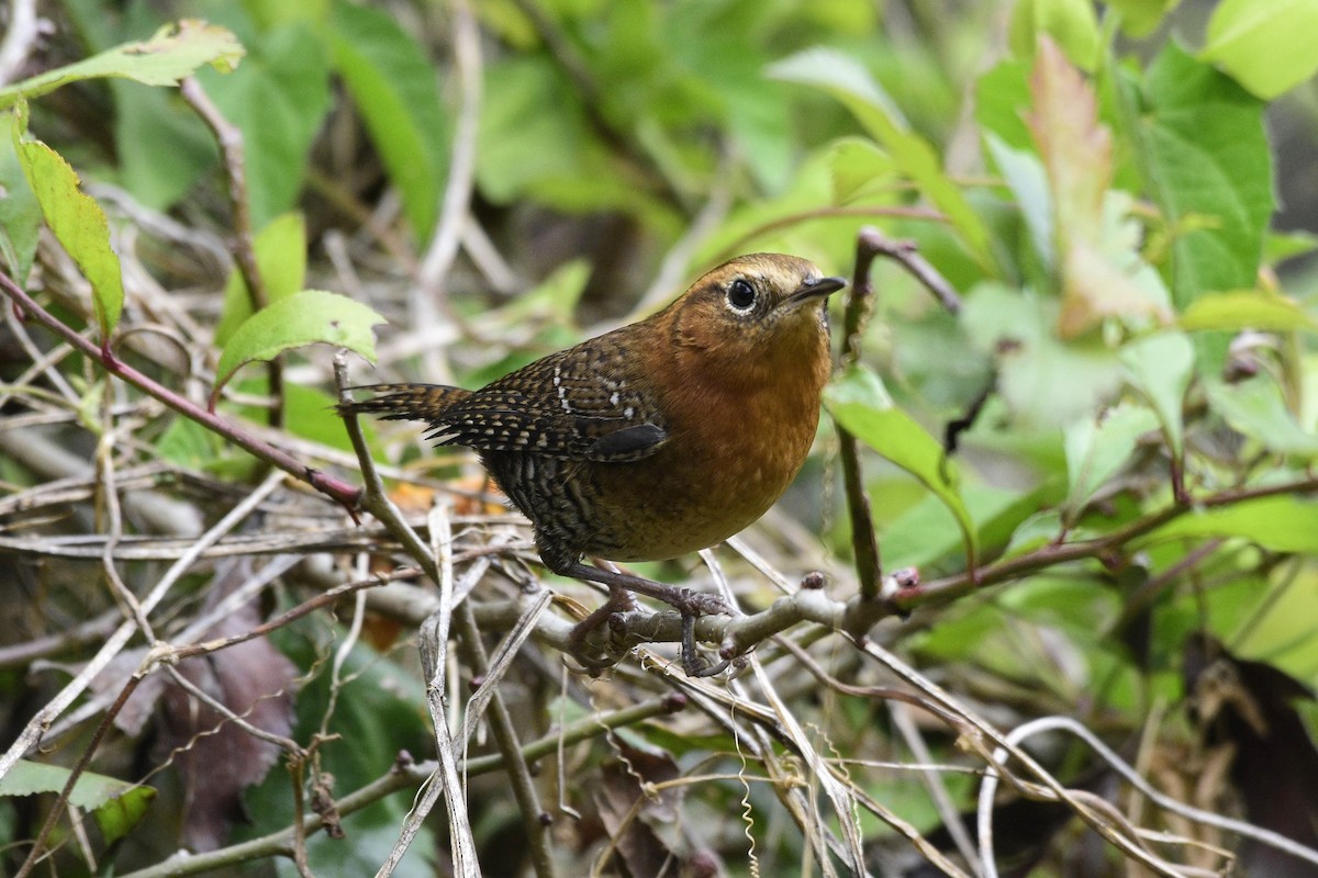 Rufous-browed Wren - ML510487901