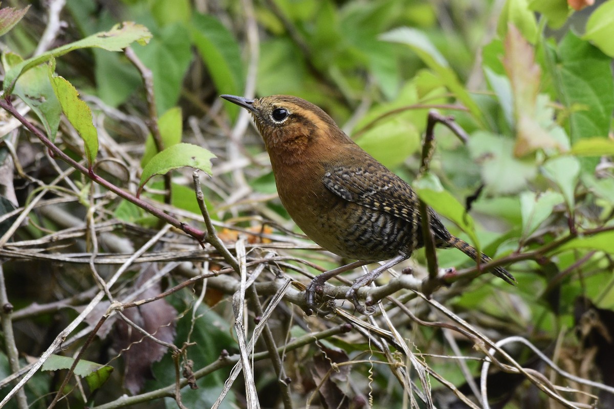 Rufous-browed Wren - ML510487911