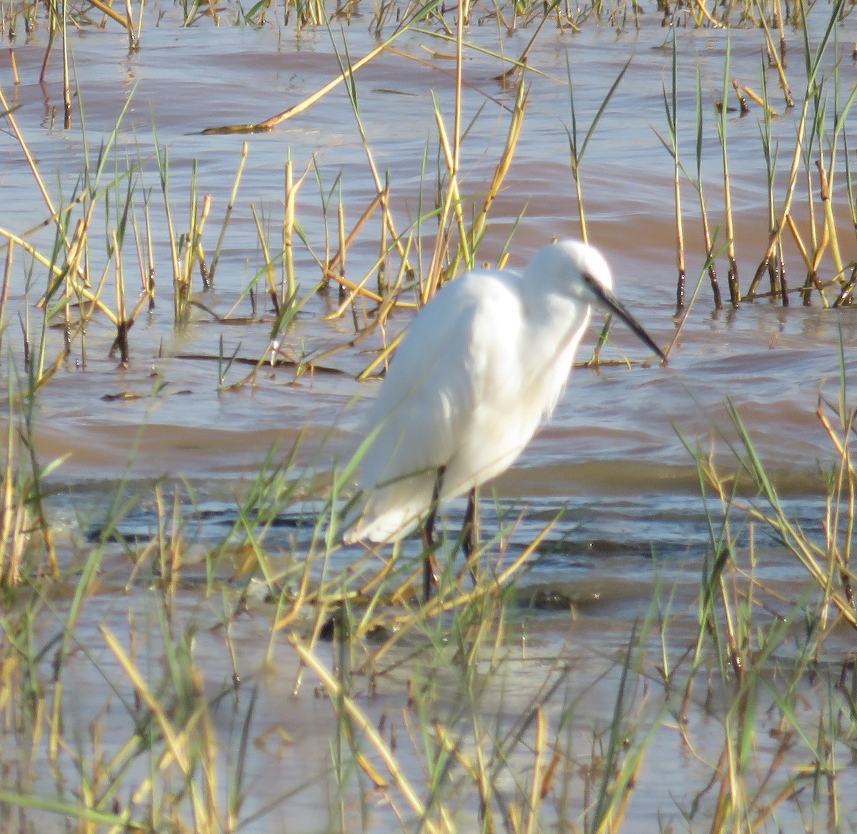 Little Egret (Western) - ML510488261