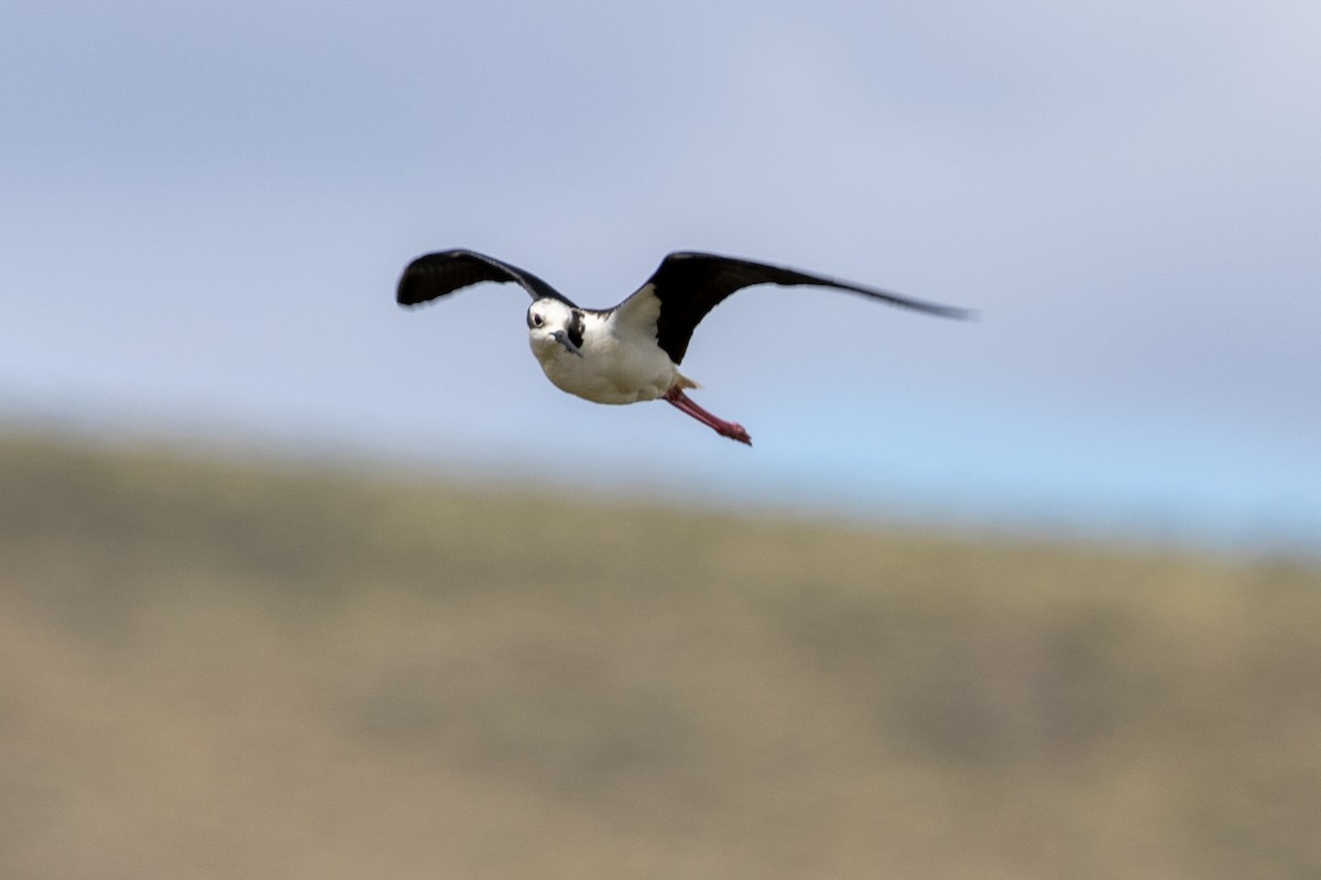 Black-necked Stilt (White-backed) - ML510488871