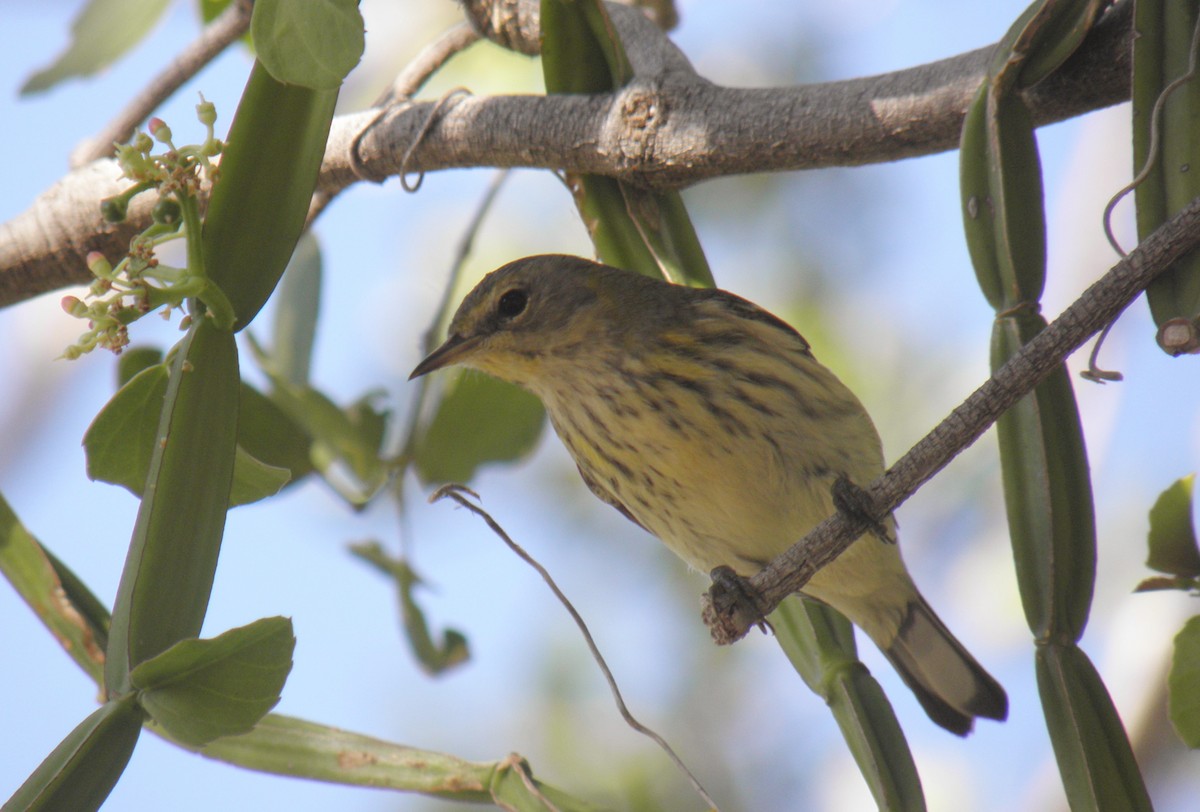 Cape May Warbler - ML510489631