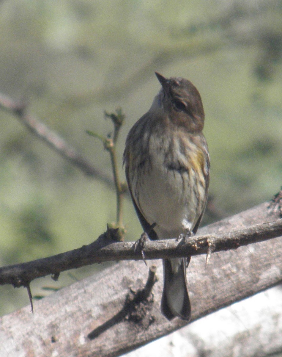 Yellow-rumped Warbler - ML510489831