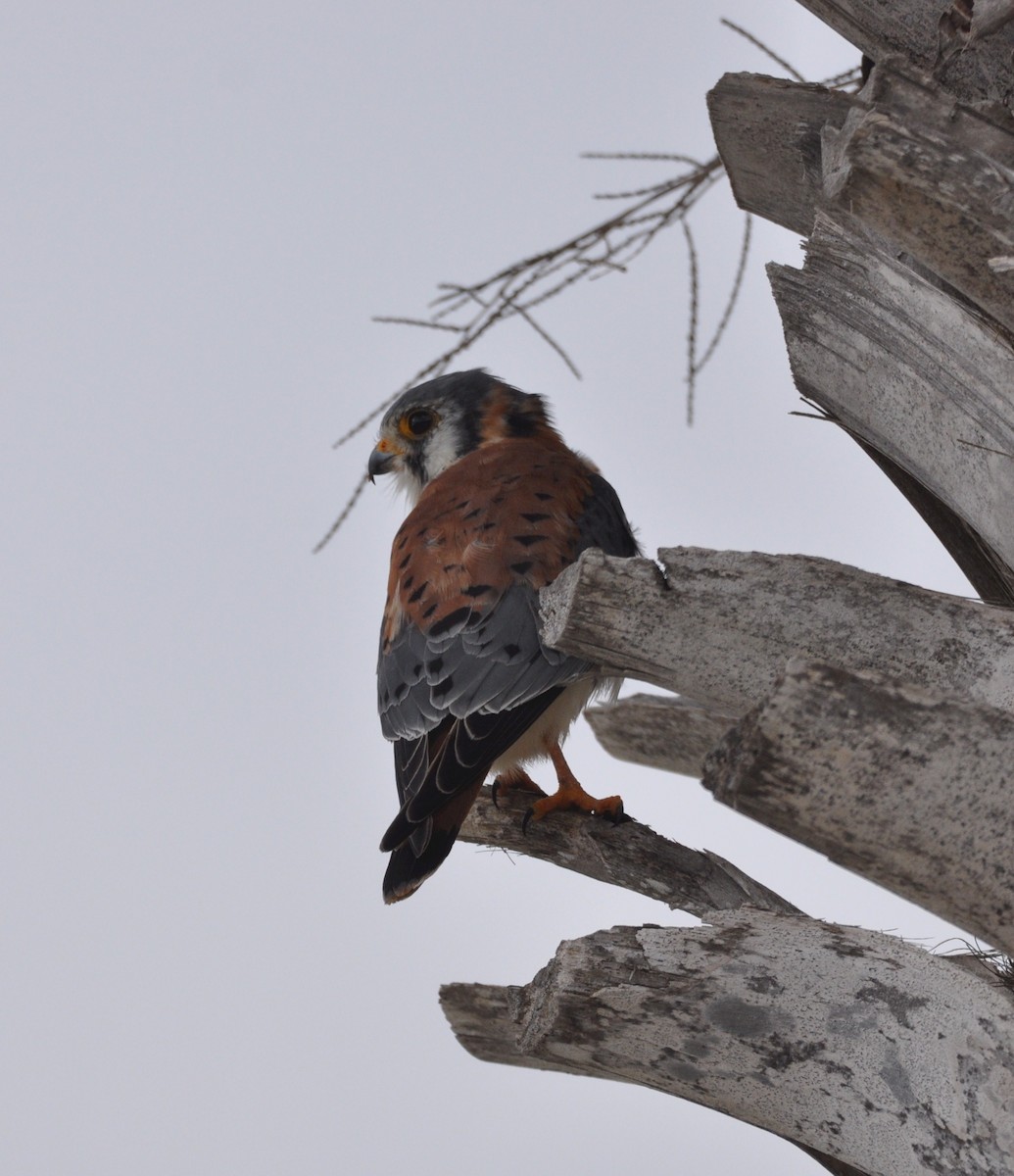 American Kestrel - ML510490351