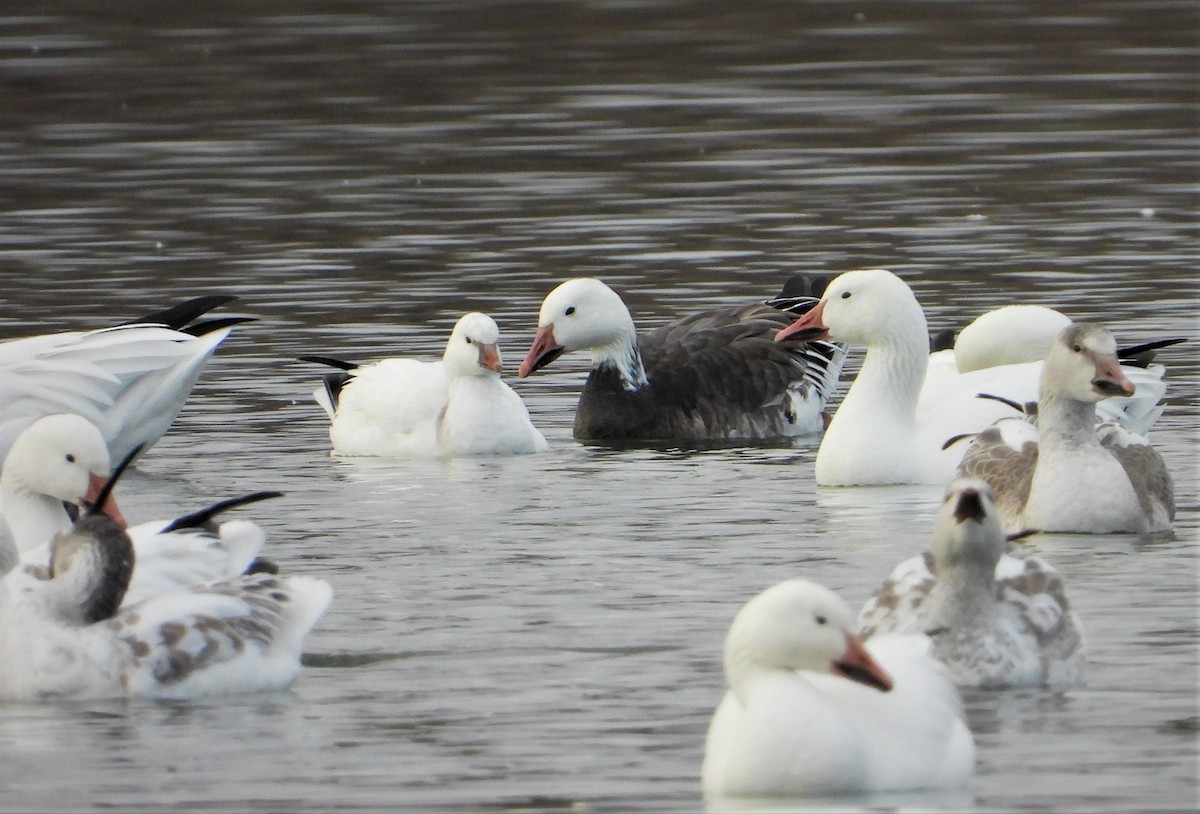 Ross's Goose - ML510491511