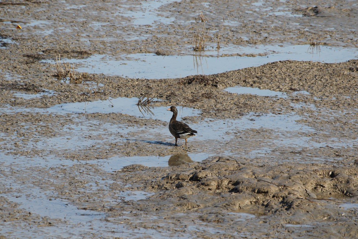 Tundrako antzara hankahoria - ML510491531