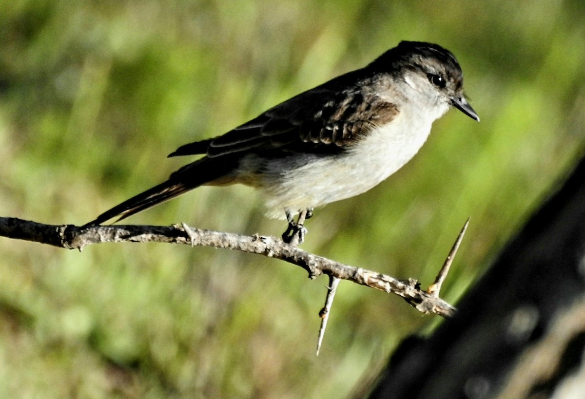 Crowned Slaty Flycatcher - ML510492591