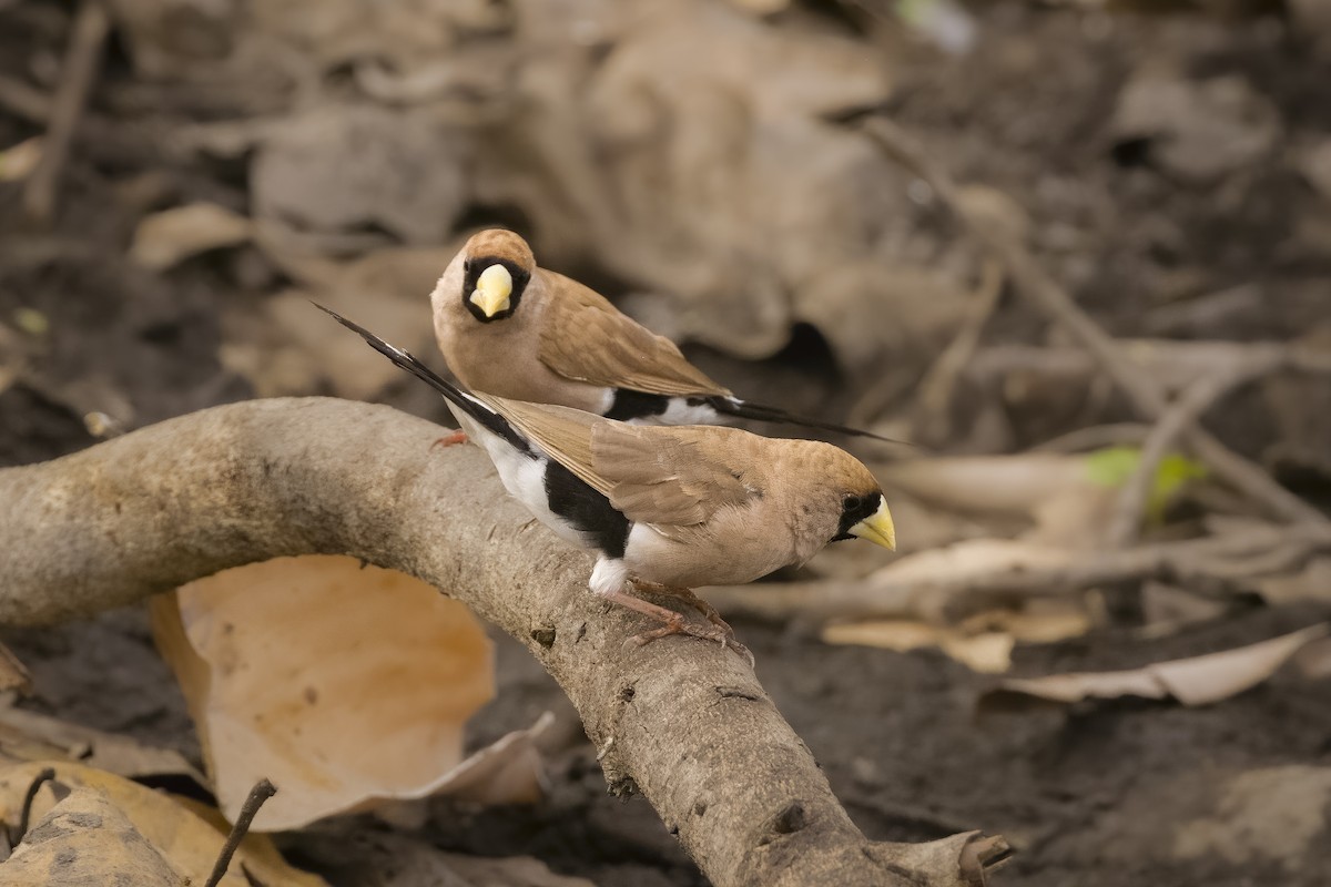 Masked Finch (Masked) - ML510493261