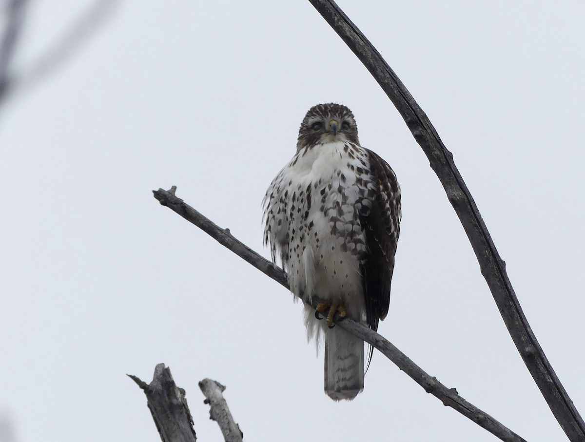 Red-tailed Hawk - ML510493781