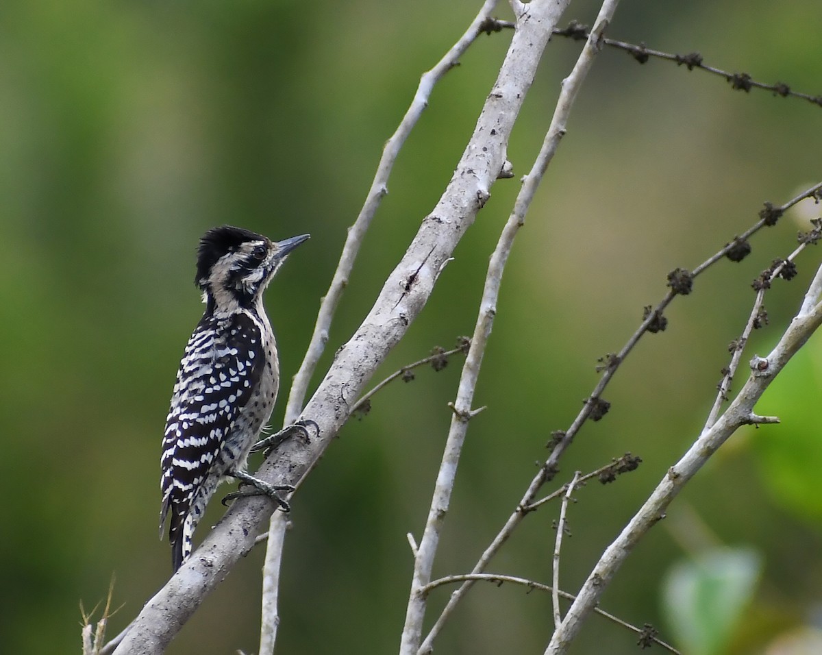 Ladder-backed Woodpecker - ML510494741