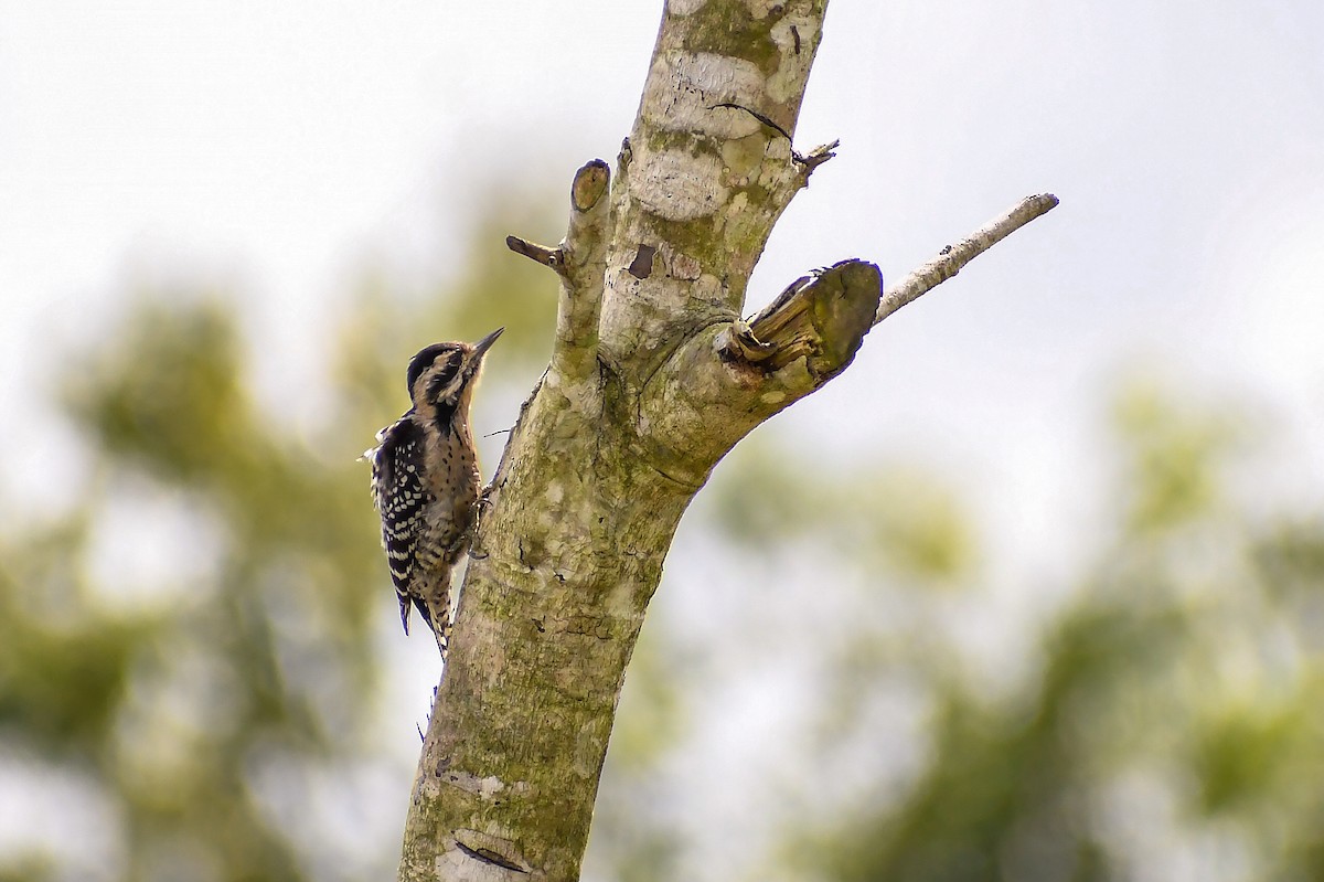 Ladder-backed Woodpecker - ML510494781
