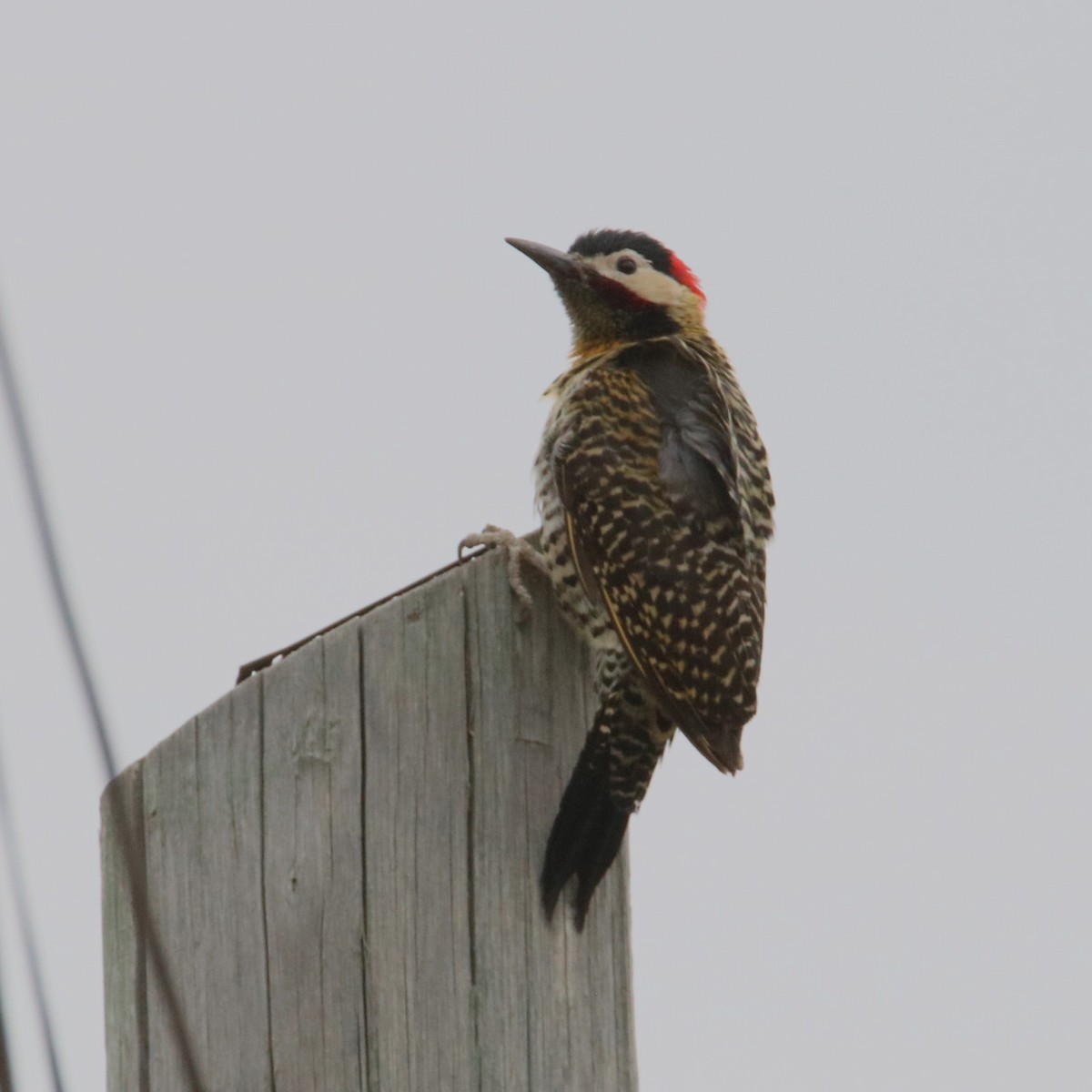 Green-barred Woodpecker - Rick Muise