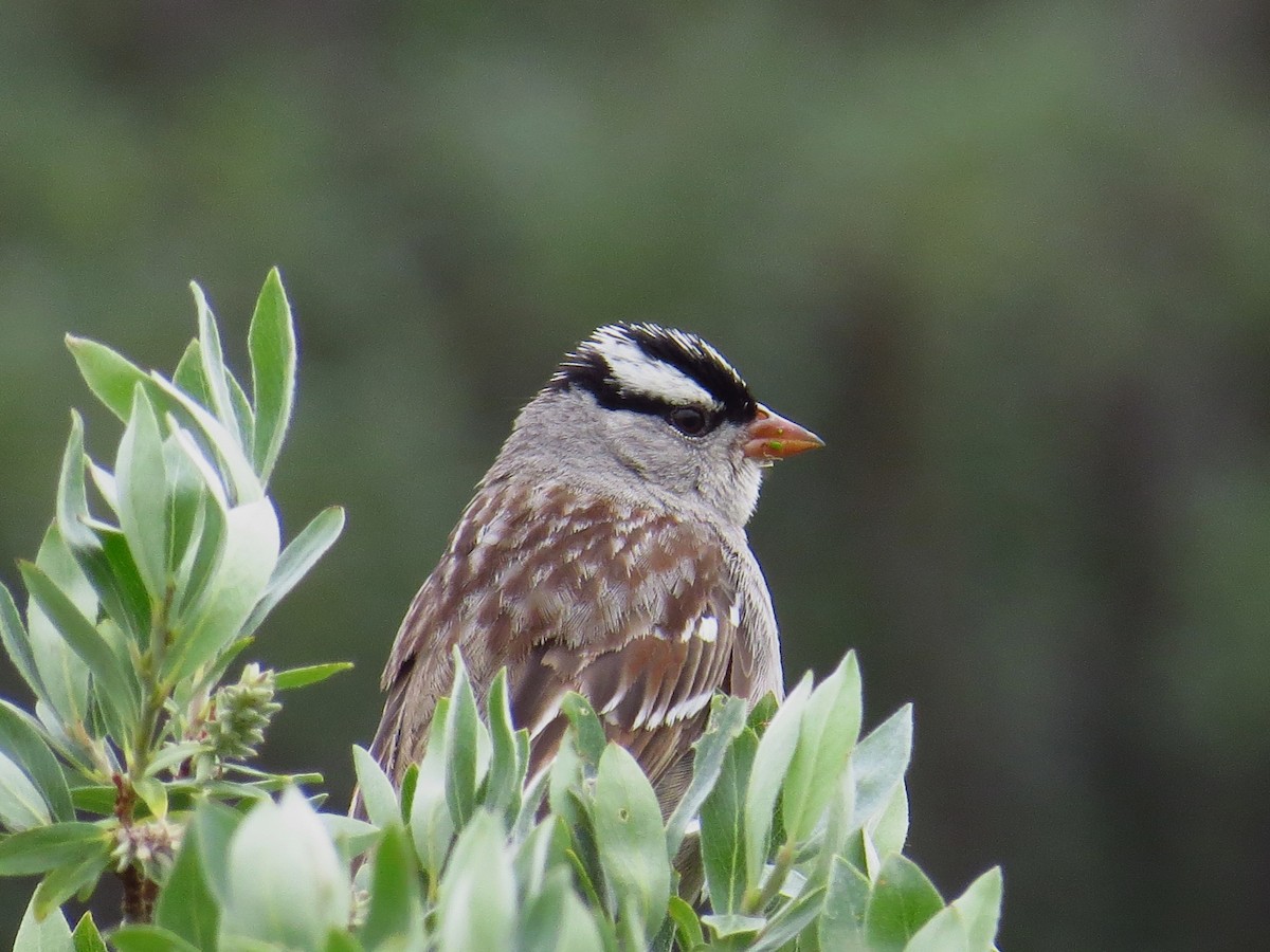White-crowned Sparrow (oriantha) - WS Barbour