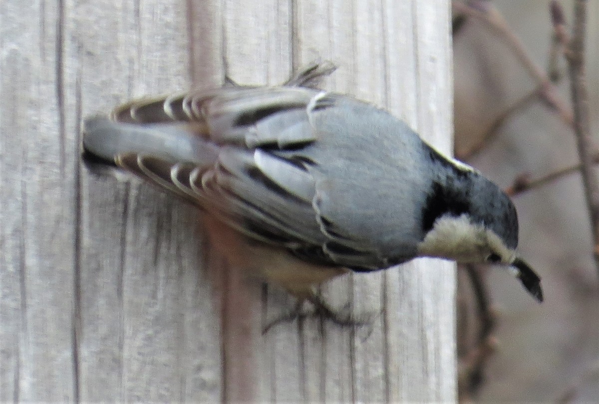 White-breasted Nuthatch - ML510498381
