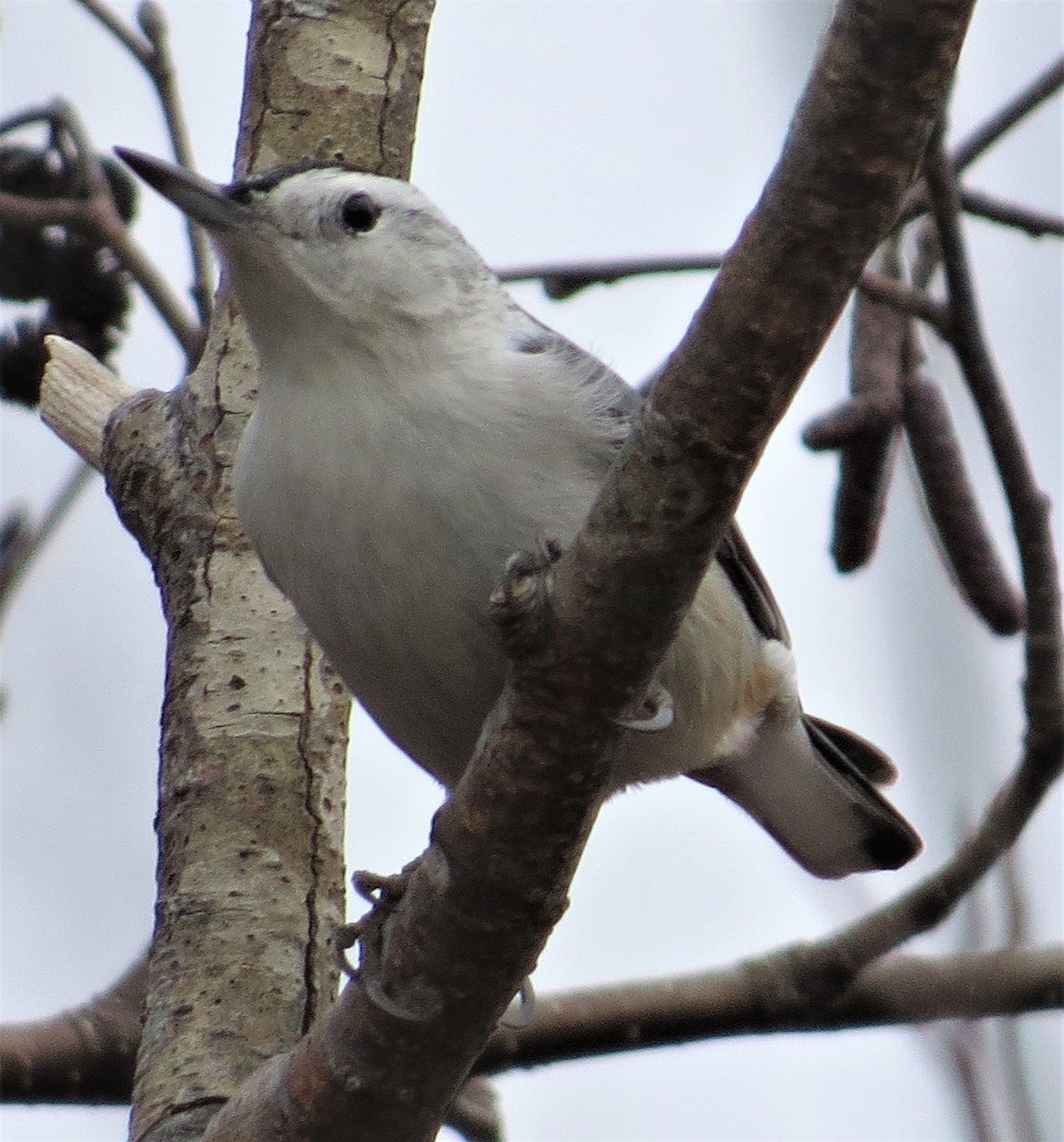 White-breasted Nuthatch - ML510498411