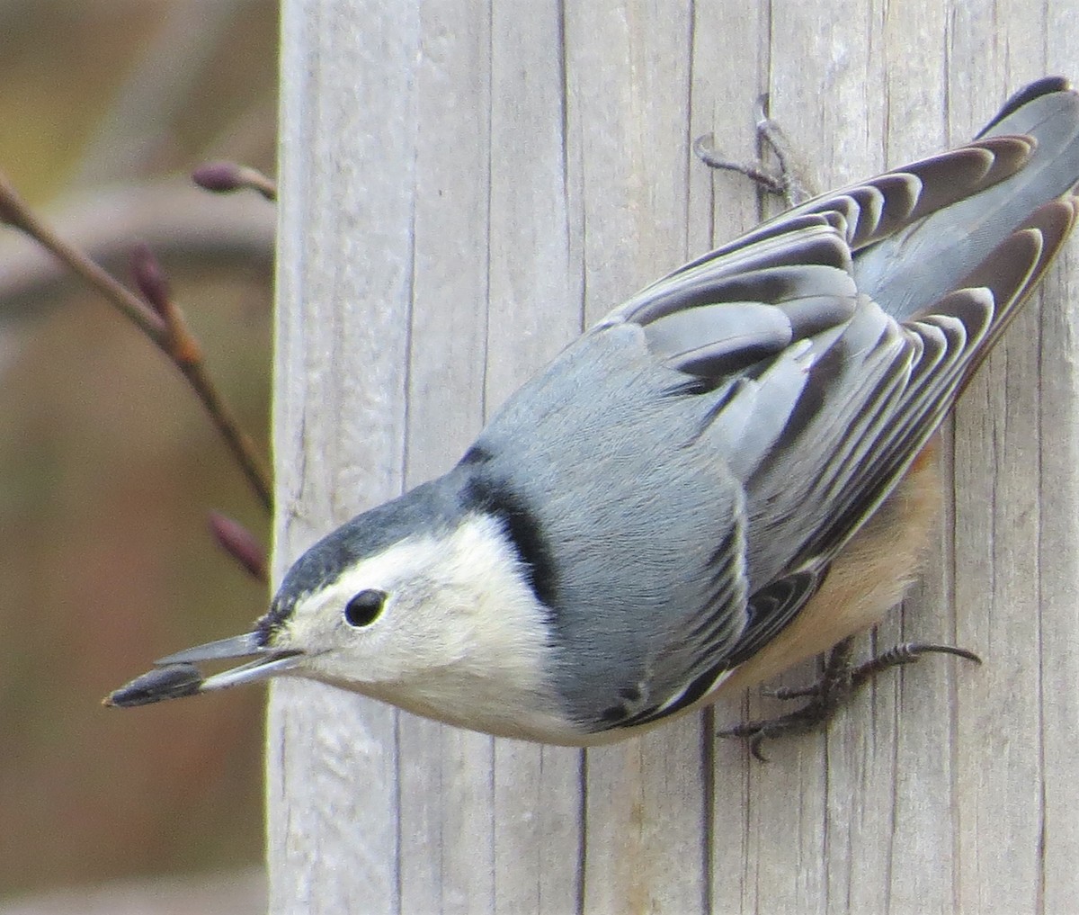 White-breasted Nuthatch - ML510498421