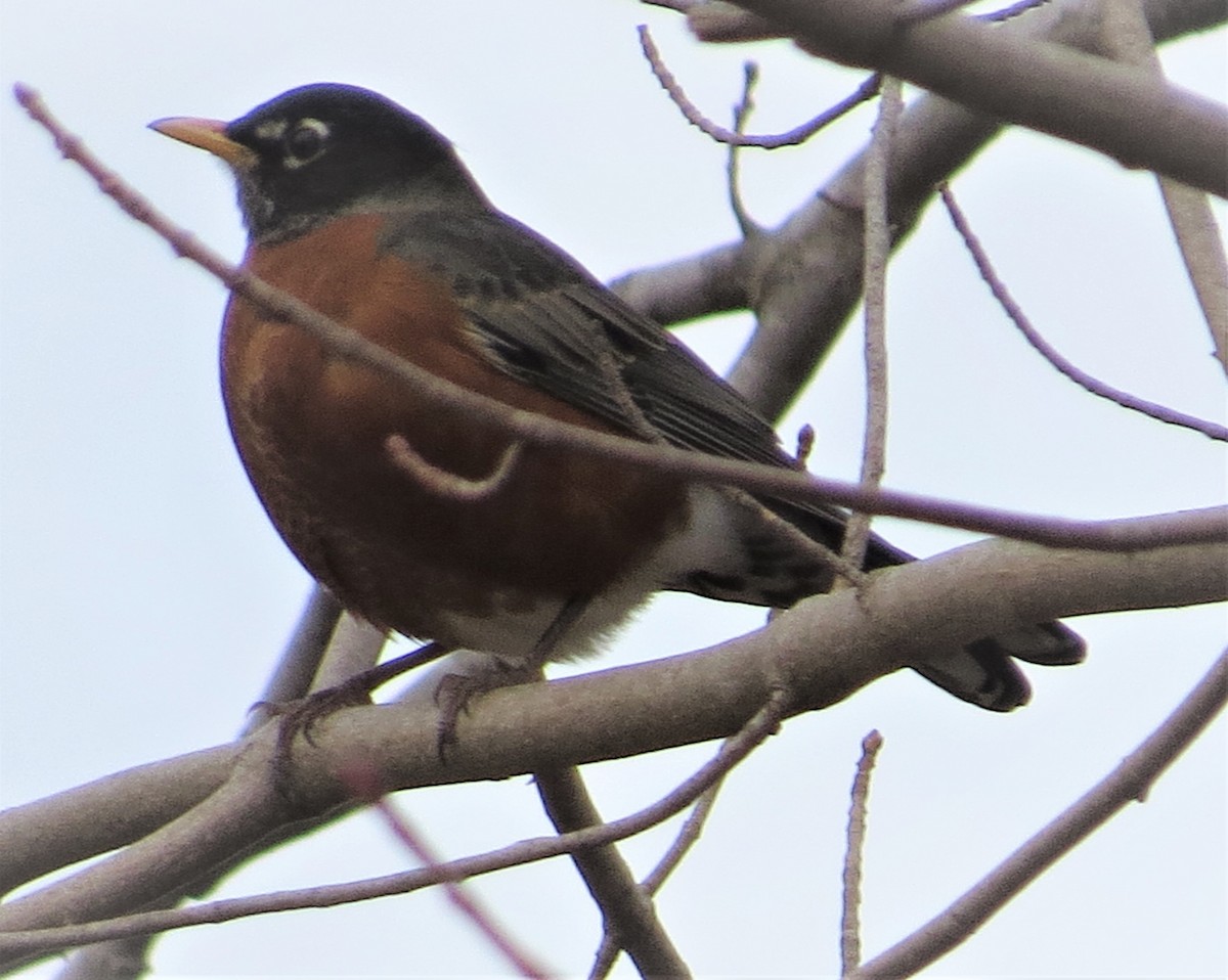 American Robin - ML510498461