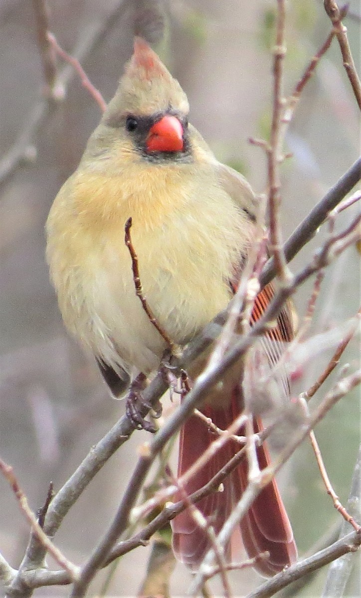 Northern Cardinal - ML510498531