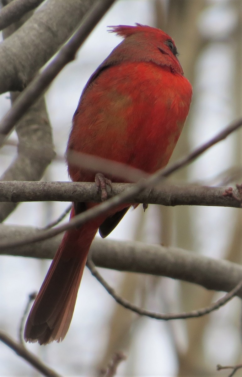 Northern Cardinal - ML510498581