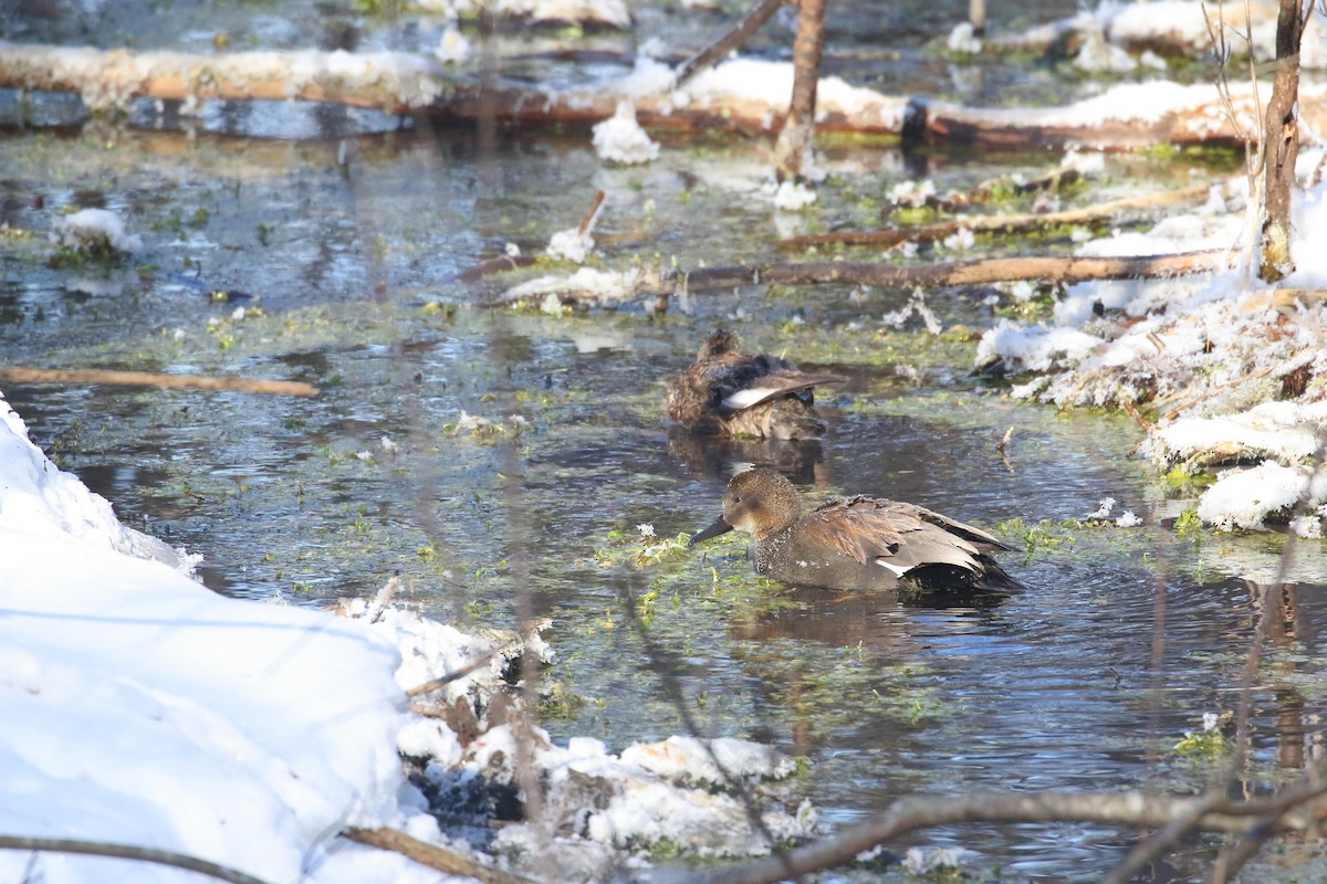 Gadwall - ML510498591