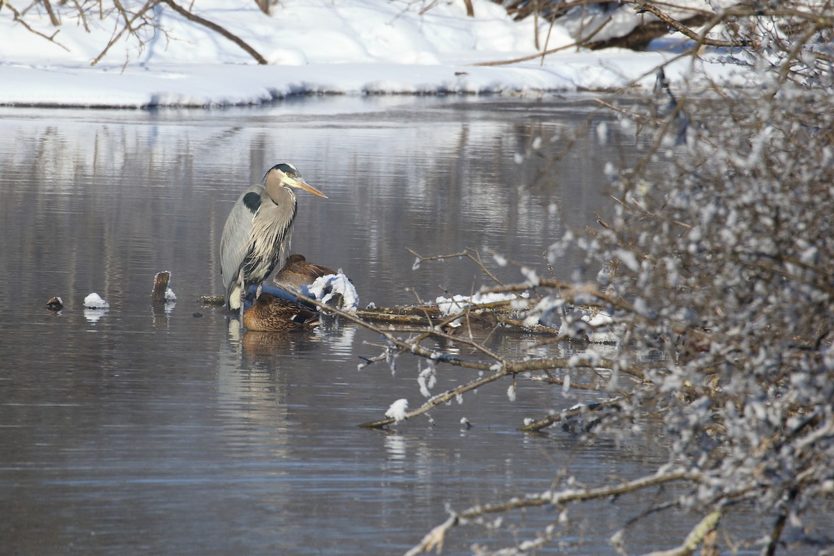 Great Blue Heron - ML510498611